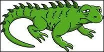Comment s'appelle leur lézard ?
