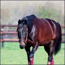 Qui est ce cheval qui a gagné le prix d'Amérique en 2012 ?