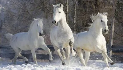 Quelle est la race de ce cheval ?