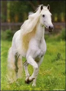 Quelle est la race de ce cheval ?