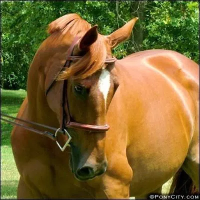 Quelle est la race de ce cheval ?