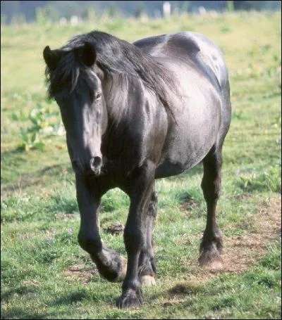 Quelle est la race de ce cheval ?
