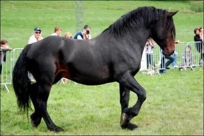 Quelle est la race de ce cheval ?