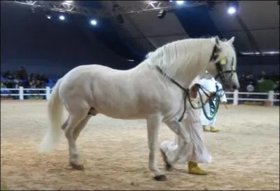Quelle est la race de ce cheval ?