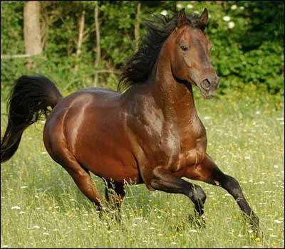 Quelle est la race de ce cheval ?