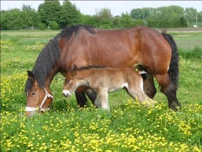 Quelle est la race de ce cheval ?