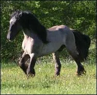 Quelle est la race de ce cheval ?