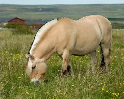 Quelle est la race de ce cheval ?