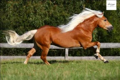 Quelle est la race de ce cheval ?