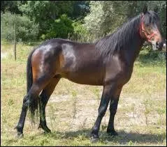 Quelle est la race de ce cheval ?