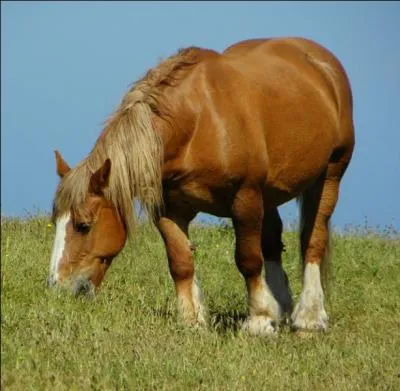 Quelle est la race de ce cheval ?