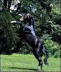 Quelle est la race de ce cheval ?