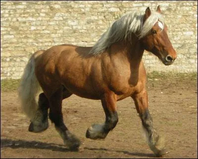 Quelle est la race de ce cheval ?
