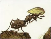 Elle aimerait que la fourmi lui donne quelques-unes des graines qu'elle a (ramasser) pendant la belle saison.