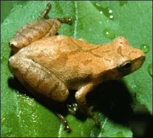 Je m'appelle la rainette crucifère.
