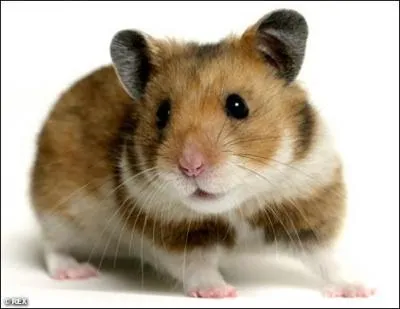 Le hamster vit plus de 5 ans.