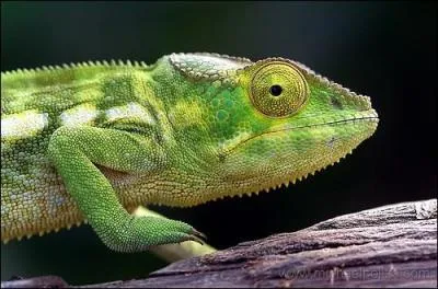 Le caméléon change de couleurs en fonction de ses :