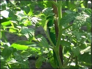 La ville de Montlhéry se spécialisa très tôt dans une culture maraîchère de légumes-fruits que l'on fête en septembre depuis 1908. De quoi est-il question ?