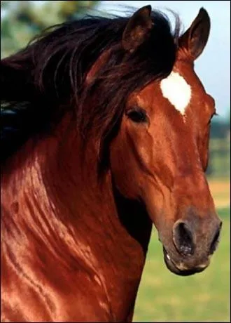 Quelle est cette robe ?