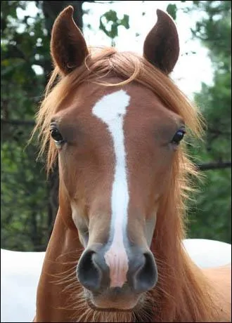 Comment s'appelle le petit du cheval ?