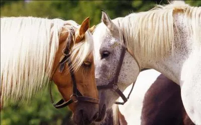 Comment appelle-t-on un étalon castré ?