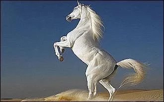 Que fait ce cheval ?