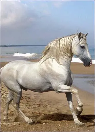 Que regarde-t-on pour savoir l'âge d'un cheval ?