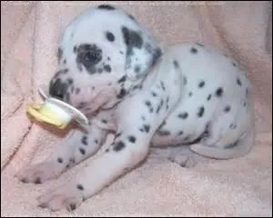 Quel est ce célèbre chien recouvert de taches noires ?