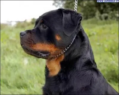 Quelle est cette fameuse maladie dont les chiens étaient souvent touchés et dont Pasteur a trouvé le remède ?