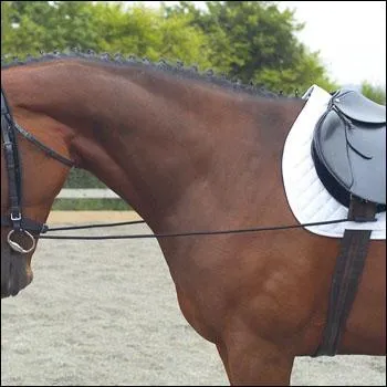 Que met-on aux chevaux lors du dressage ?