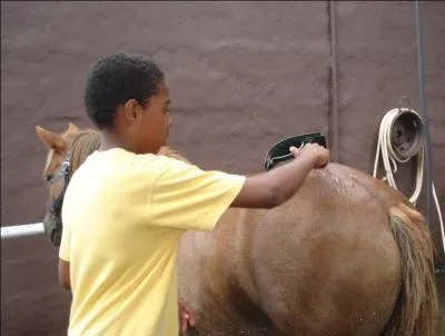 Quel instrument sert à enlever l'eau du corps du cheval après une douche ?
