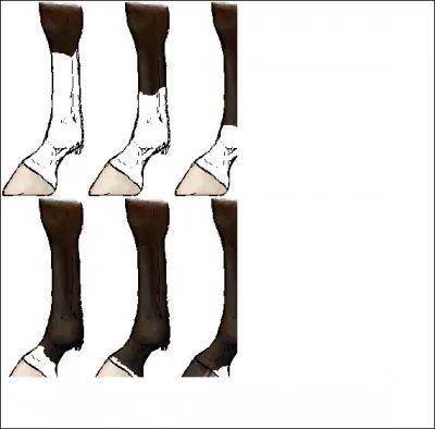 Quelle est la grande balzane ? (lire de droite à gauche et de haut en bas)