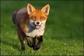 Si vous savez traduire "renard" en anglais, vous avez le nom d'une petite voiture que l'on trouve chez ...