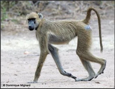 Quel est le nom de cet animal ?