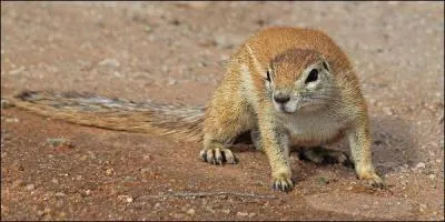 Quel est le nom de cet animal ?