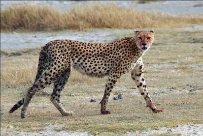 Quel est le nom de cet animal ?