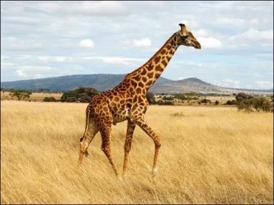 Quel est le nom de cet animal ?