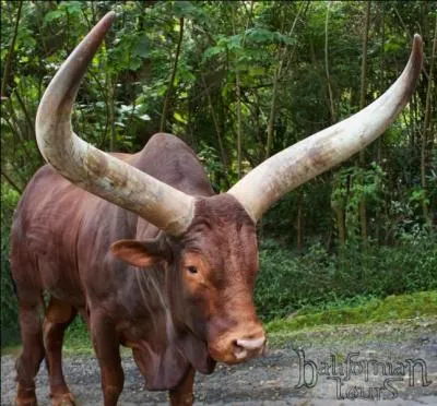 Quel est le nom de cet animal ?