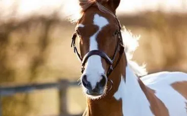 Quiz Galop 1