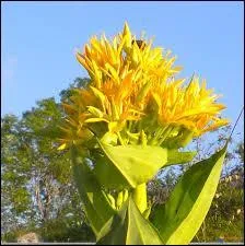 Quel apéritif fabrique-t-on avec les rhizomes fermentés de cette plante ?
