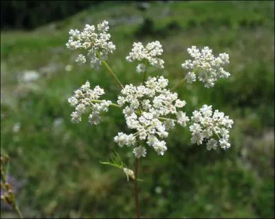 Cette eau-de-vie, appelée brennivín, en Islande, est à base de pommes de terre et parfumée au carvi. Quel en est le goût ?