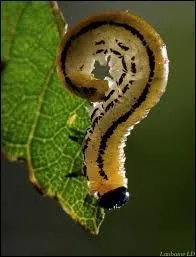 A quelle marque correspond ce slogan ? : "Pour des dents belles et fortes ! "
