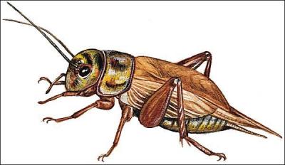 Cette commune porte le nom de ce petit insecte aussi appelé 'cricri'. Ses habitants sont :