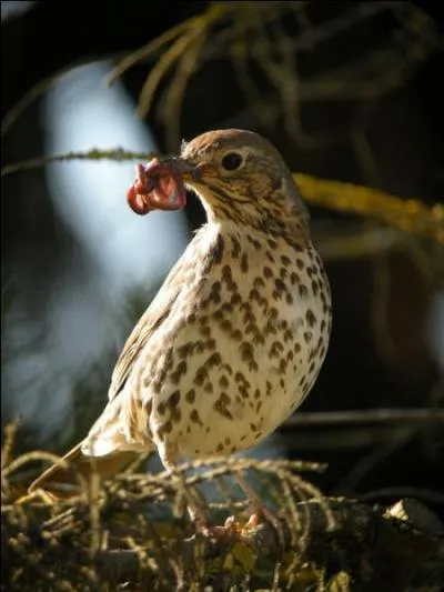 Les Grivois et les Grivoises habitent à :