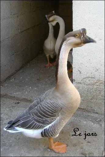 C'est le mâle de l'oie domestique. Les habitants de la commune du même nom sont :