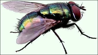 Si elle est 'tsé-tsé', elle apporte la maladie du sommeil. Où habitent les Moucherons et les Moucheronnes ?