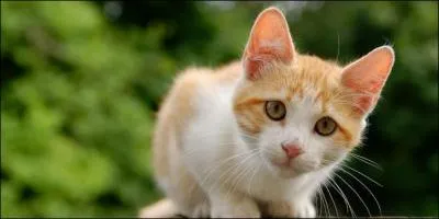 Complétez cette citation, en trouvant la phrase manquante représentée par des pointillés : "On ne choisit jamais un chat, ... ... ... ... ... ... . " :