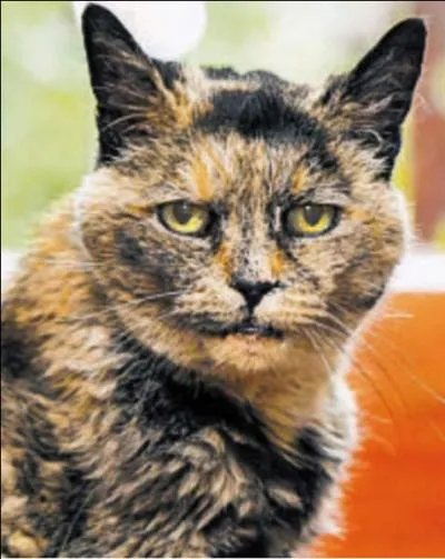 Quel âge avait le chat, qui détient le record du monde du chat le plus vieux lorsqu'il mourut ?