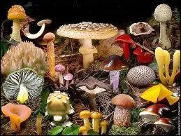 Parmi ces trois champignons, lequel est mortel en car d'ingestion ?