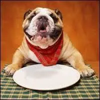 Combien de grammes de croquettes doit manger un chien par jour pour être en bonne santé ?